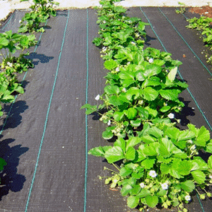 Tela Ground Cover 2x200mt